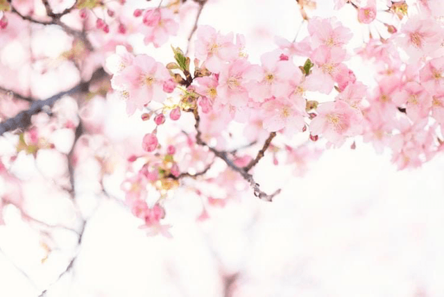 Reiki Level 1 - Friday 20th June 2025